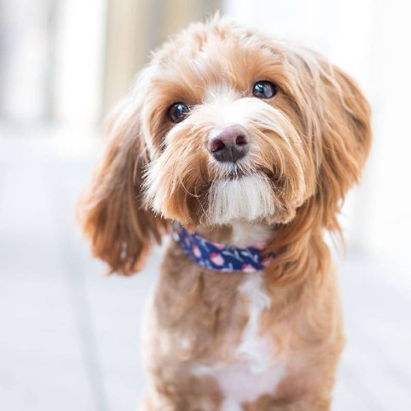 Pets & Paws